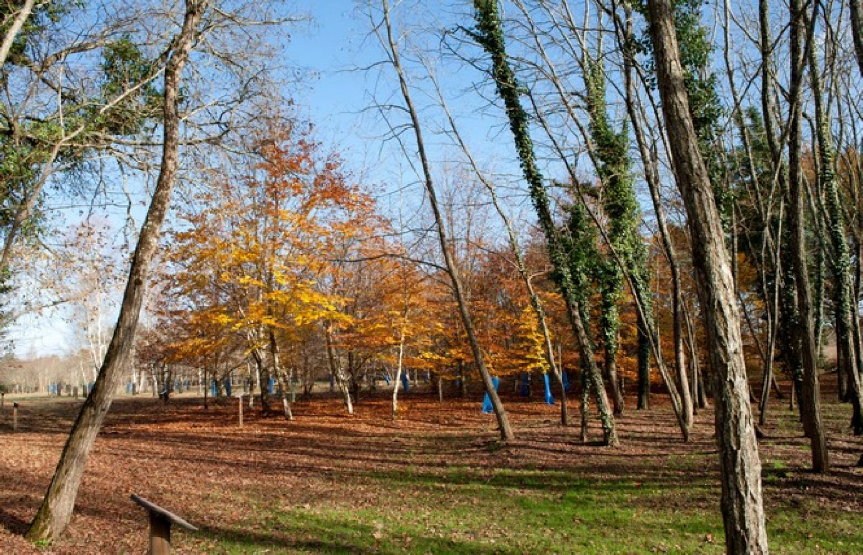Photo des arbres situés au sein de l'arboretum